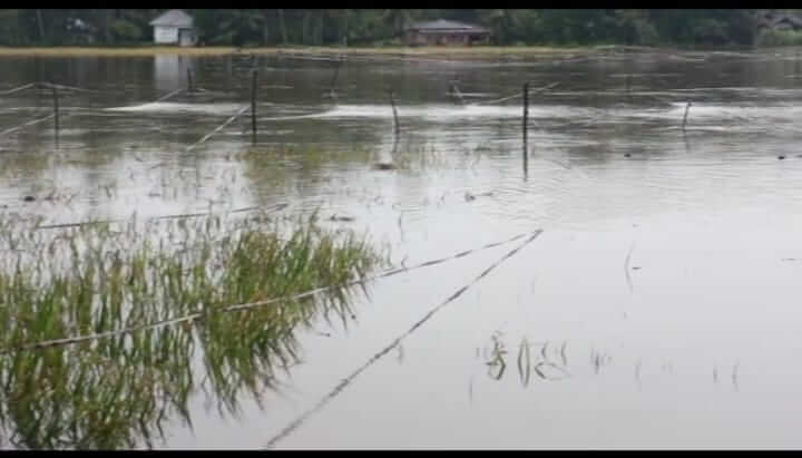 Puluhan hektare sawah dan ratusan rumah warga direndam banjir di Gurun Panjang, Bayang, Pesisir Selatan WhatsApp Image 2021 10 01 at 13.00.33 2 Cerita Eva Soal Banjir Langganan yang Tak Berkesudahan