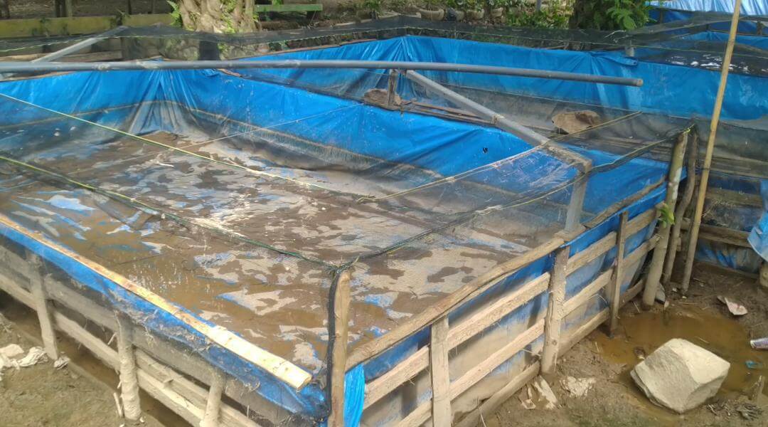 Kolam Ikan Rusak IMG 20211103 WA0001 Diterjang Banjir, Pembudidaya Ikan di Sutera Rugi Ratusan Juta