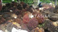 TBS Kelapa Sawit Harga TBS Sawit Riau Naik, Petani Mitra Swadaya Nikmati Rp3.647 per Kg