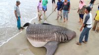 IMG 5439 Sulit Dievakuasi, Hiu Terdampar dan Mati di Pantai Salido Pessel Dipotong Gunakan Mesin Senso