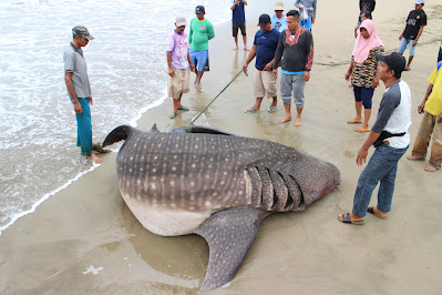 IMG 5439 Sulit Dievakuasi, Hiu Terdampar dan Mati di Pantai Salido Pessel Dipotong Gunakan Mesin Senso