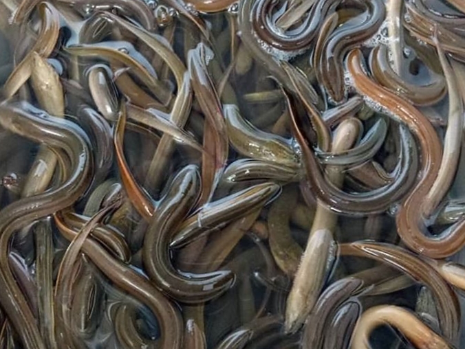 IMG 20220608 165555 Belut Dapat Jadi Suplemen Kesehatan dan Obat Luka, Ini Alasannya