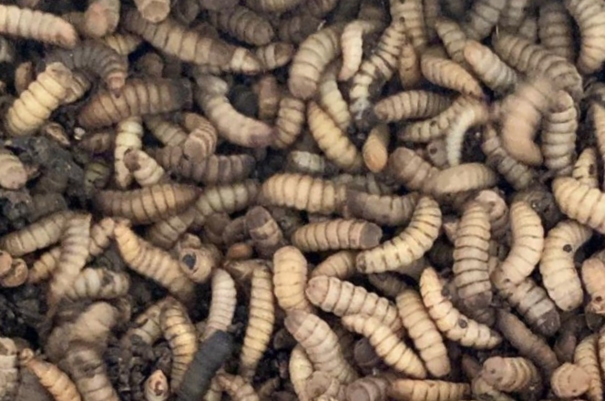 IMG 20220701 091442 Budidaya Maggot untuk Pengolahan Sampah Organik dengan Potensi Ekonominya