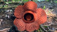 rafflesia-gadutensis Rafflesia gadutensis