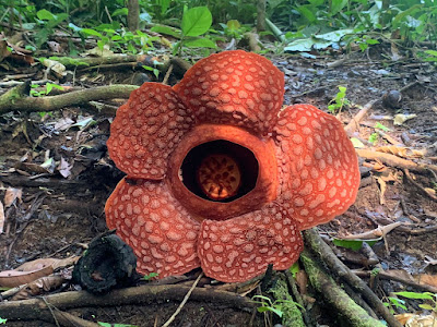 Rafflesia gadutensis