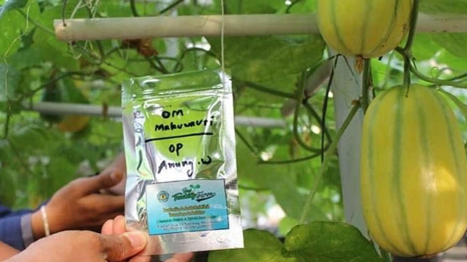 Melon Oriental Makuwauri