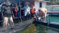 IMG-20230726-WA0013 IMG 20230726 WA0013 Kembangkan Potensi Lobster di Laut Pesisir Selatan, DKP Sumbar Kunjungi Keramba Apung di Kampung Sungai Bungin