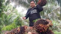 harga kelapa sawit mitra plasma nai Harga Sawit Riau Turun Lagi, Pekebun Plasma Menjerit Cuma Dapat Rp3.674 per Kg