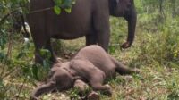 gajah sumatera mati di tntn akibat Gajah Sumatera di TNTN Mati Akibat Virus Mematikan EEHV