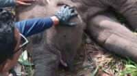 usut penyebab kematian gajah tari d Anak Gajah Sumatera Mati Mendadak di TNTN, Polda Riau Turunkan Tim Khusus