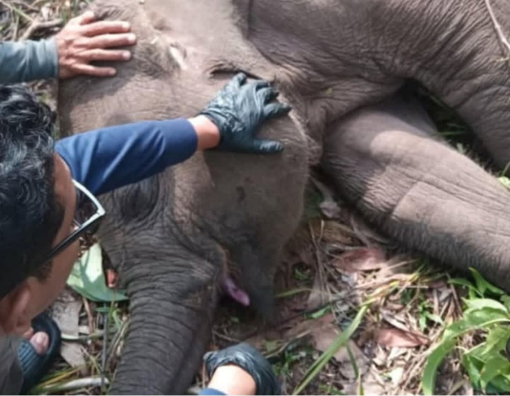 anak gajah mati usut penyebab kematian gajah tari d Anak Gajah Sumatera Mati Mendadak di TNTN, Polda Riau Turunkan Tim Khusus