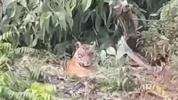Screenshot_20260128_172506_Instagram Screenshot 20260128 172506 Instagram Harimau Sumatera Kembali Muncul di Pelalawan, Terekam Duduk di Tepi Hutan Dekat Permukiman
